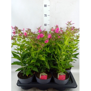 Phlox panic.   ...