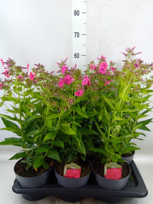 <h4>Phlox panic.   ...</h4>