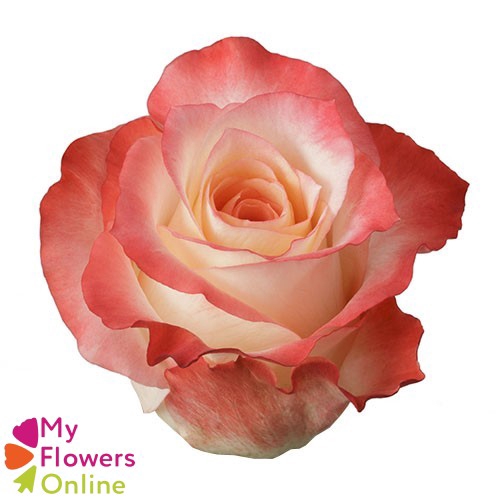 <h4>R Gr Cabaret Bicolor 50cm EC</h4>