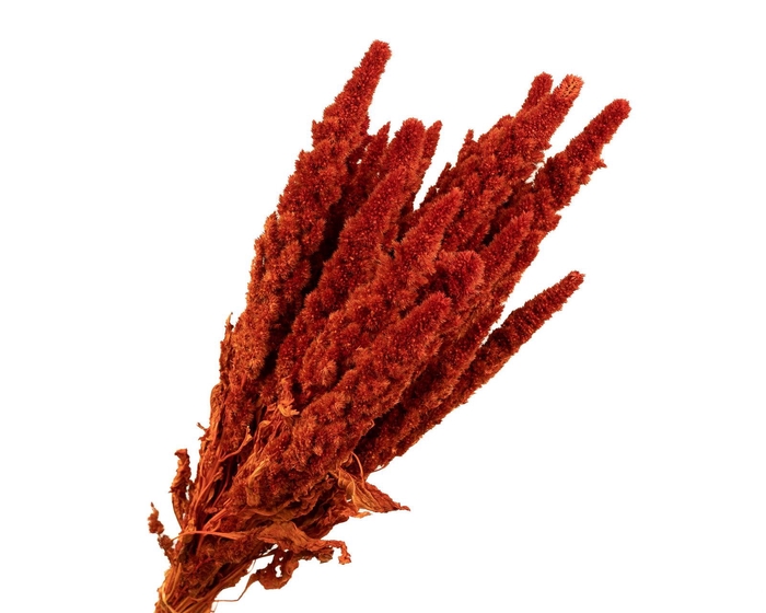Amaranthus Pink