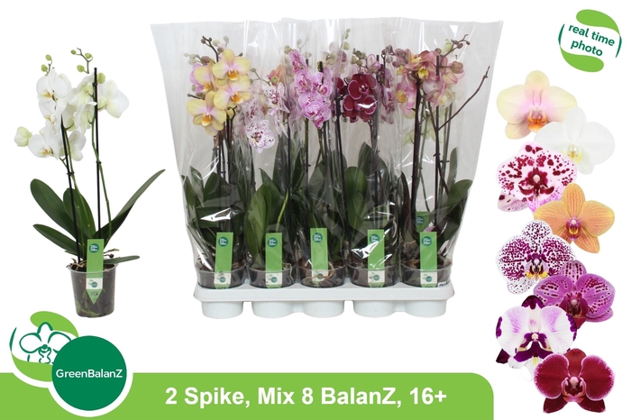 <h4>Phal Gem 8 Kl</h4>