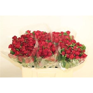 R Tr Red Trendsetter