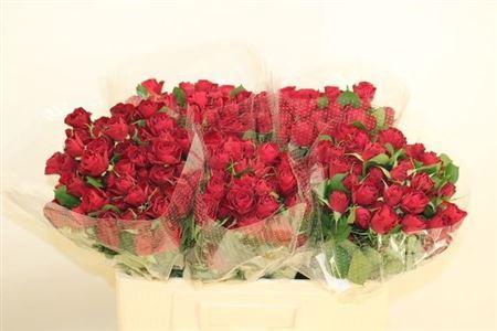 <h4>R Tr Red Trendsetter</h4>