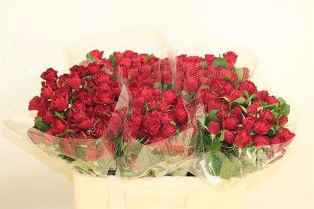 <h4>R Tr Red Trendsetter</h4>