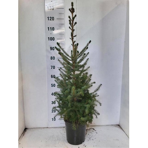 PICEA OMORIKA