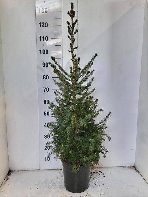 <h4>PICEA OMORIKA</h4>