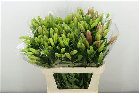 <h4>LI LA BRINDISI</h4>