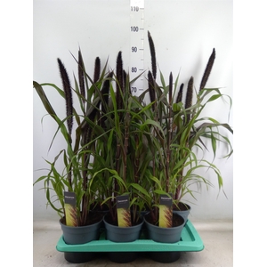 Pennisetum glauc. 'Purple Baron'