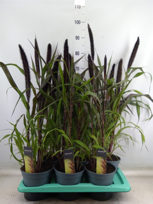 <h4>Pennisetum glauc. 'Purple Baron'</h4>