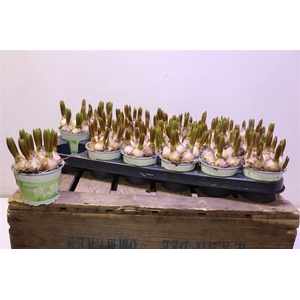 arr8 Muscar White Spear