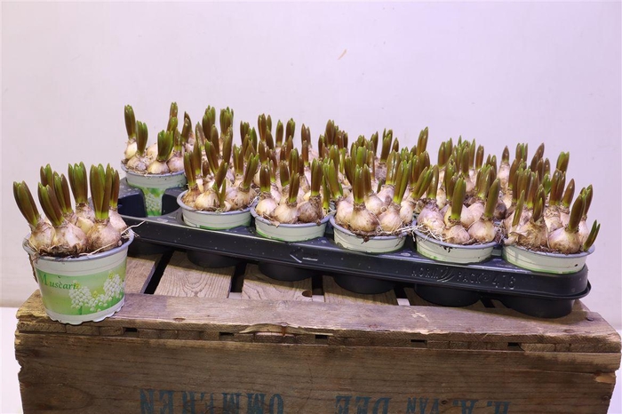 <h4>arr8 Muscar White Spear</h4>