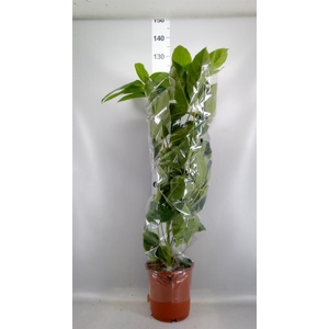 Schefflera actin. 'Amate'