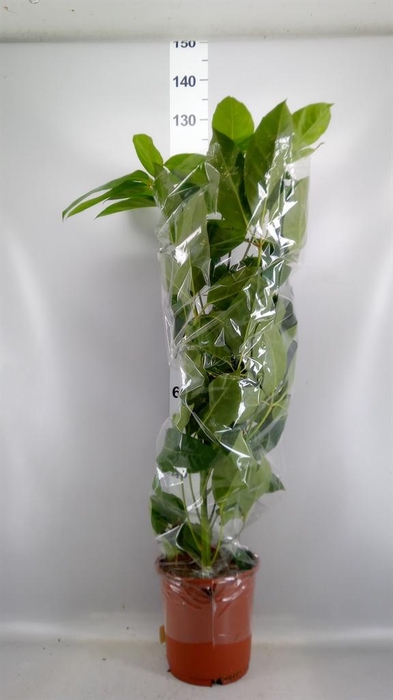 <h4>Schefflera actin. 'Amate'</h4>