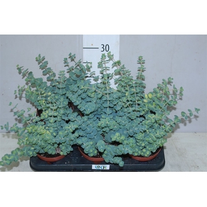 Sedum Siebolii