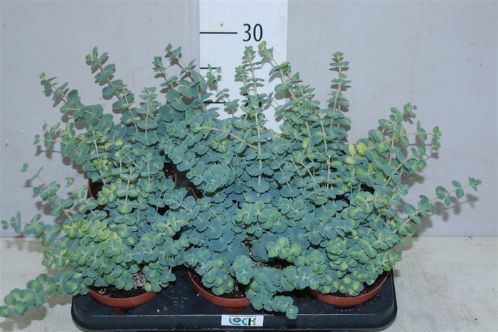 <h4>Sedum Siebolii</h4>