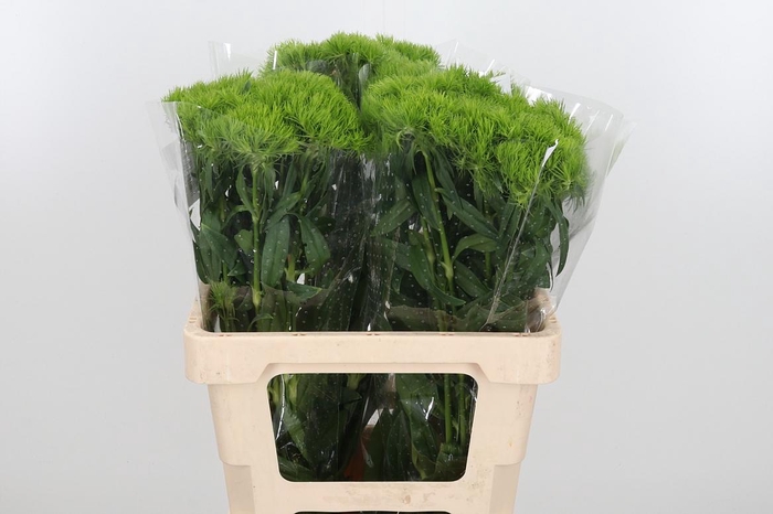 <h4>Di Barb Kiwi Mellow</h4>