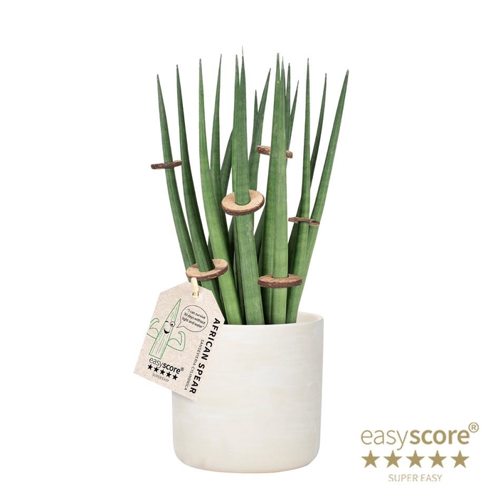 <h4>SANSEVIERIA CYLINDRICA P12 RAW GREY SPAG</h4>