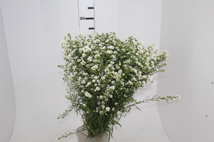 <h4>ASTER BRANCO 070 CM</h4>