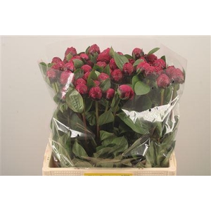 Paeo L Red Sarah Bernhard