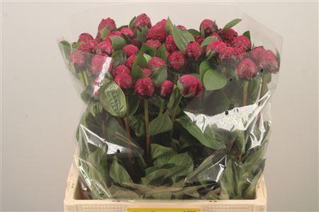 <h4>Paeo L Red Sarah Bernhard</h4>