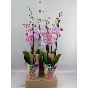 Phalaenopsis   ...rose