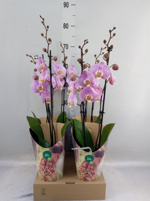 <h4>Phalaenopsis   ...rose</h4>