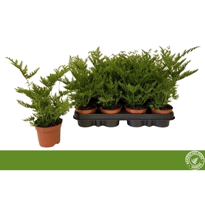 PTERIS STRAMINEA