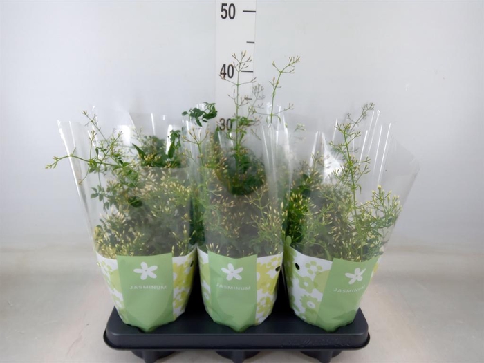 <h4>Jasminum polyanthum</h4>