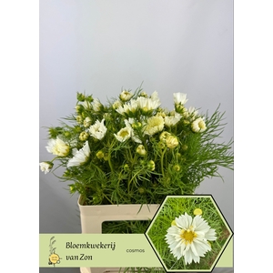 COSMOS BIPINNATUS