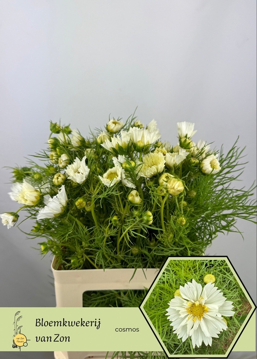 <h4>COSMOS BIPINNATUS</h4>