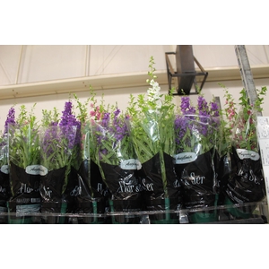 ANGELONIA P14 VARIADO