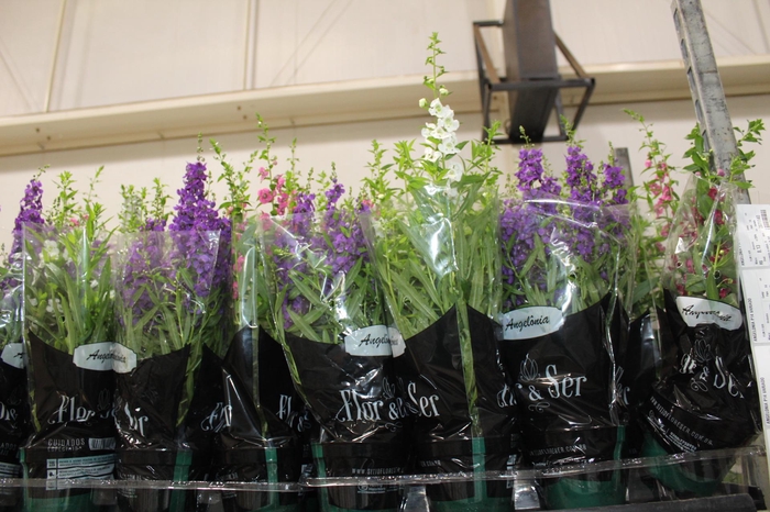 <h4>ANGELONIA P14 VARIADO</h4>