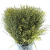 Ginster Yellow P Bunch 400gram