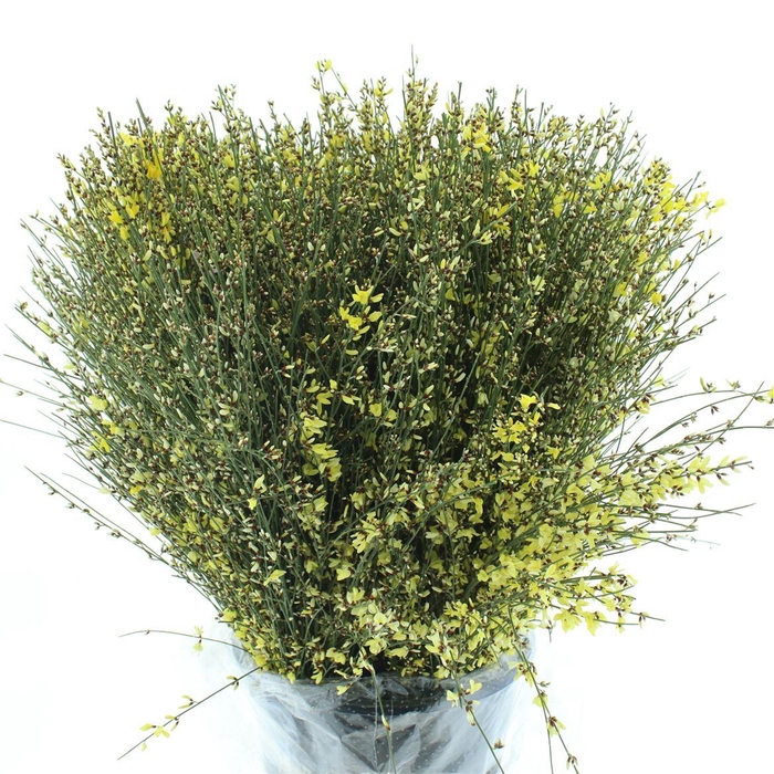 <h4>Ginster Yellow P Bunch 400gram</h4>