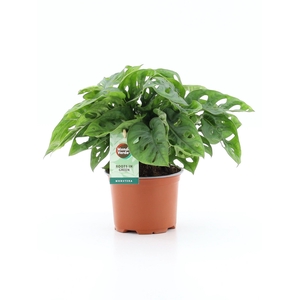 Monstera Adansonii