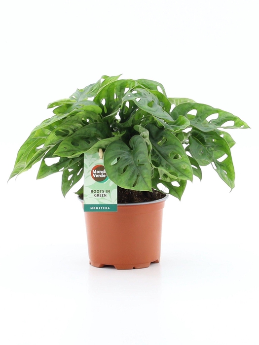 <h4>Monstera Adansonii</h4>