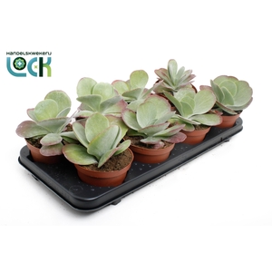 KALANCHOE THYRSIFL