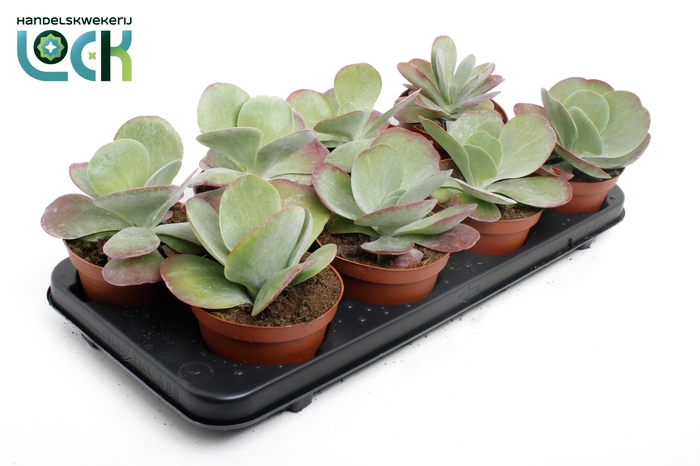 <h4>KALANCHOE THYRSIFL</h4>