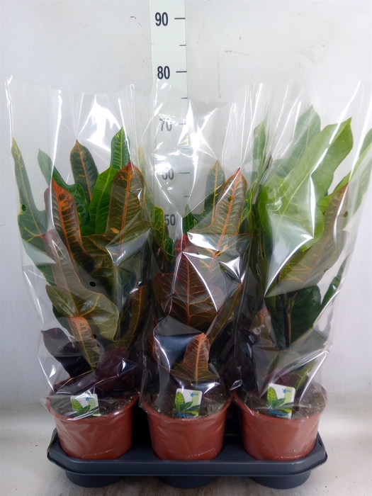 <h4>Codiaeum var. GR 'Excellent'</h4>