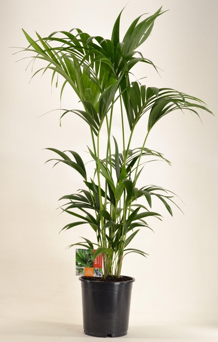 <h4>KENTIA - P24 H130 - 6PP (Howea forsteriana)</h4>