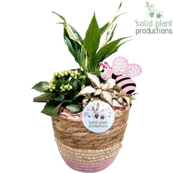 <h4>SP020 Babs Basket Small Pink Spathiphyllum</h4>