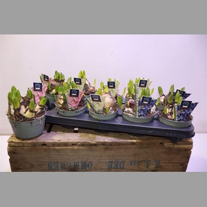 Hyacin Mult Gem 3 Kl