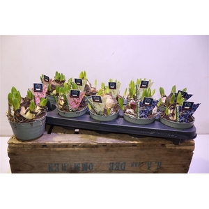 Hyacin Mult Gem 3 Kl