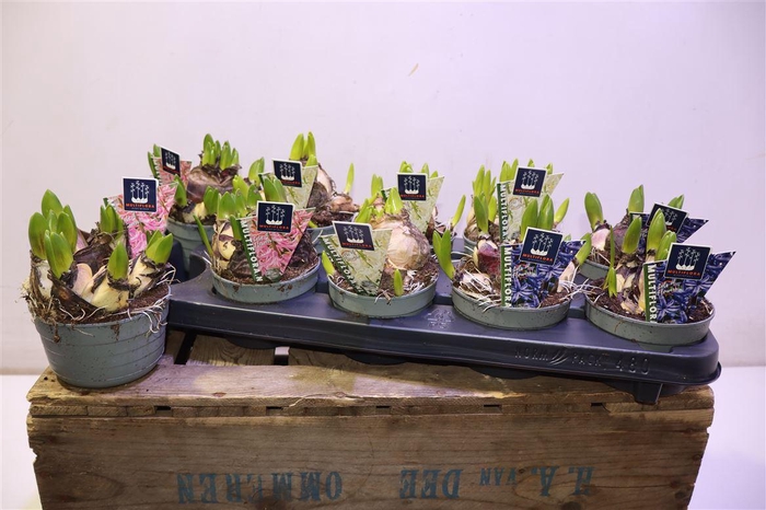 <h4>arr8 Hyacin Mult Gem 3 Kl</h4>