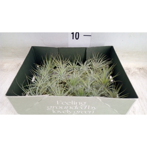Tillandsia