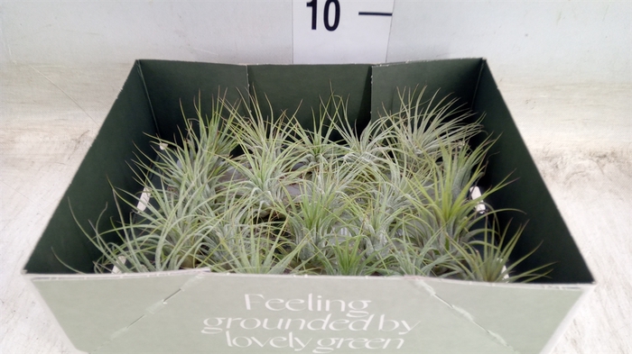 <h4>Tillandsia</h4>