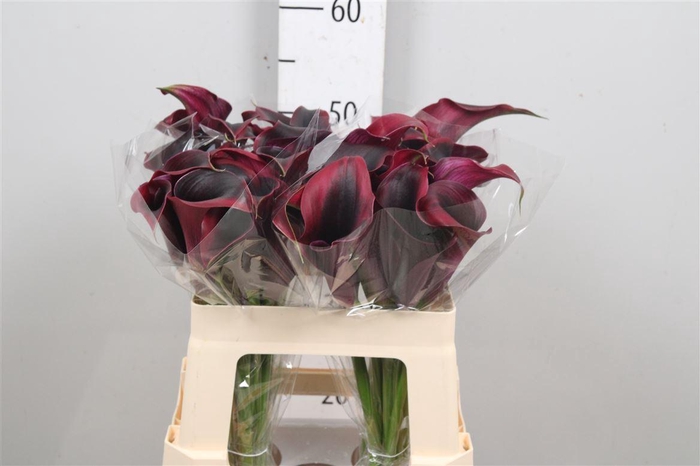 <h4>Zant Rudolph</h4>