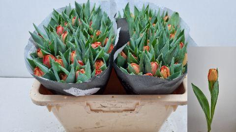 <h4>TU DU LORENZO</h4>