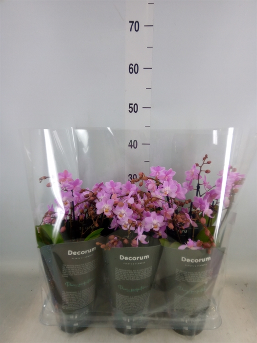 <h4>Phalaenopsis multi.   ...rose</h4>