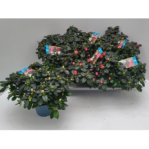 RHODO SI V GEM 6 SRT